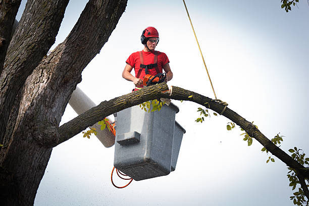 Best Hedge Trimming  in Mccullom Lake, IL