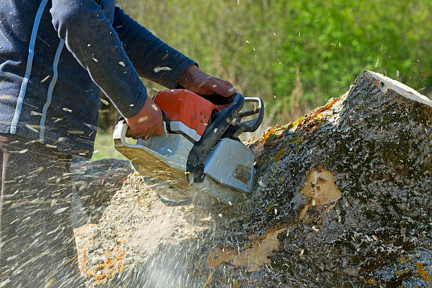 How Our Tree Care Process Works  in  Mccullom Lake, IL