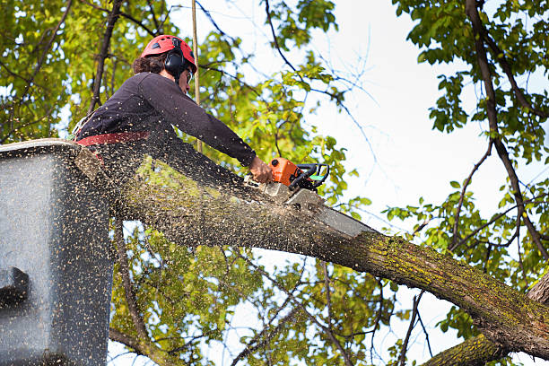 Best Leaf Removal  in Mccullom Lake, IL